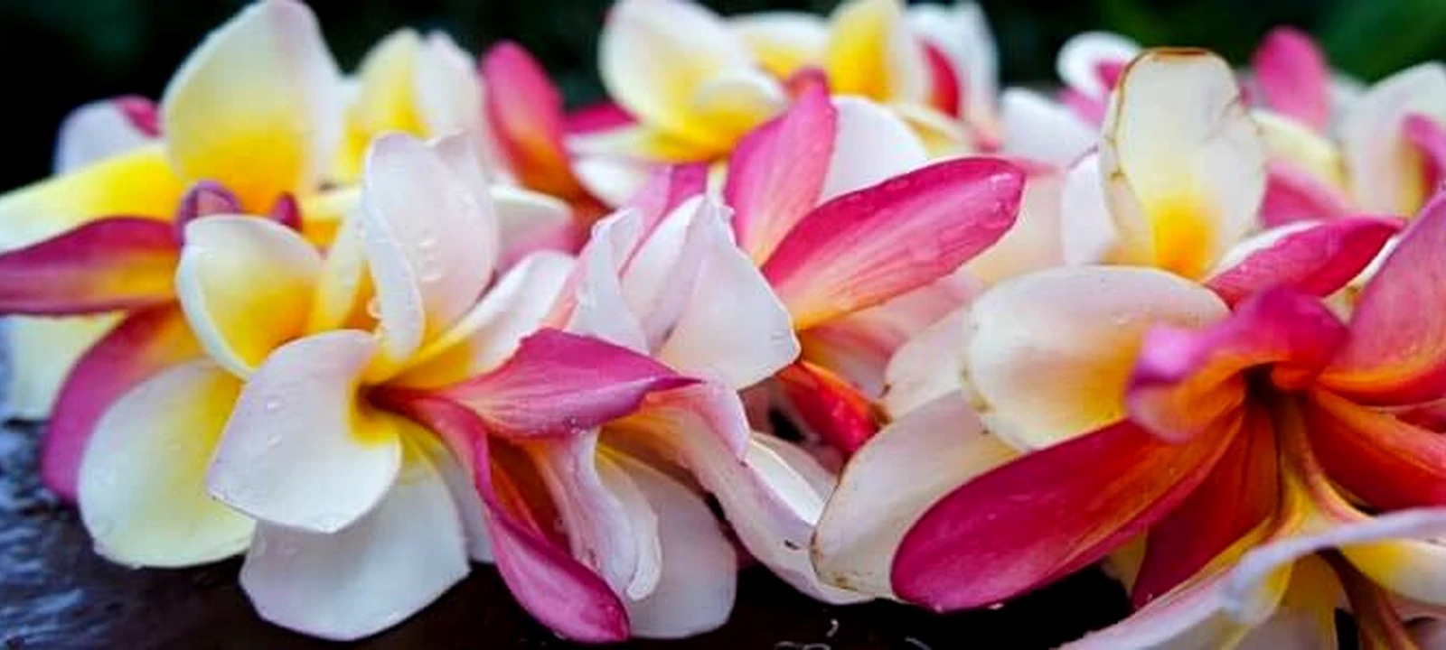 Pink, white and yellow plumeria leis